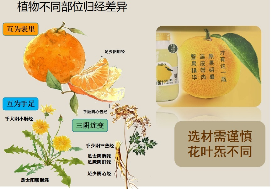 植物部位归经图示